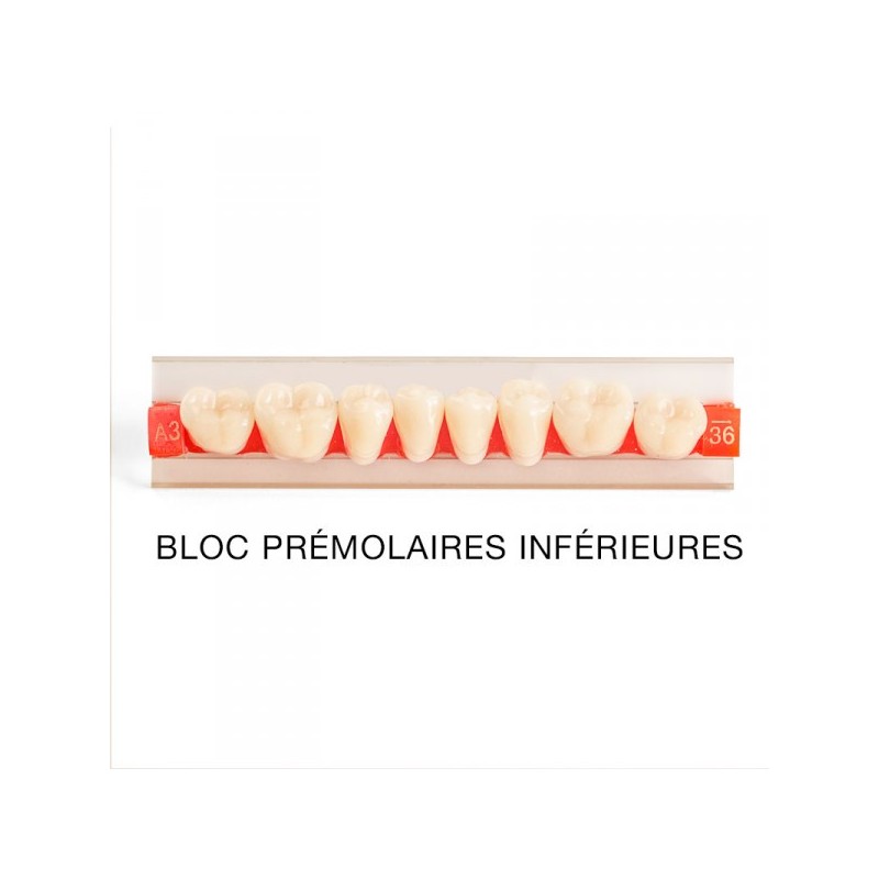 Dents artificielles pour prothèses et appareils dentaires